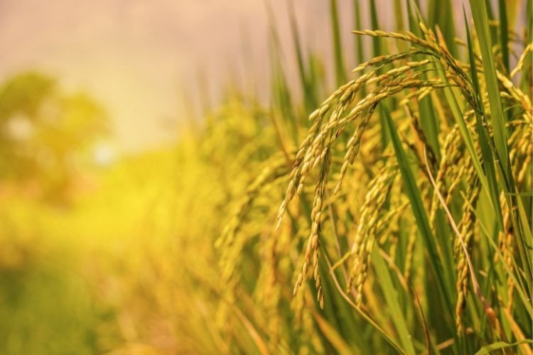Đồng lúa và nguồn cảm hứng từ nông dân, liên quan đến tiếng lóng tiền tệ