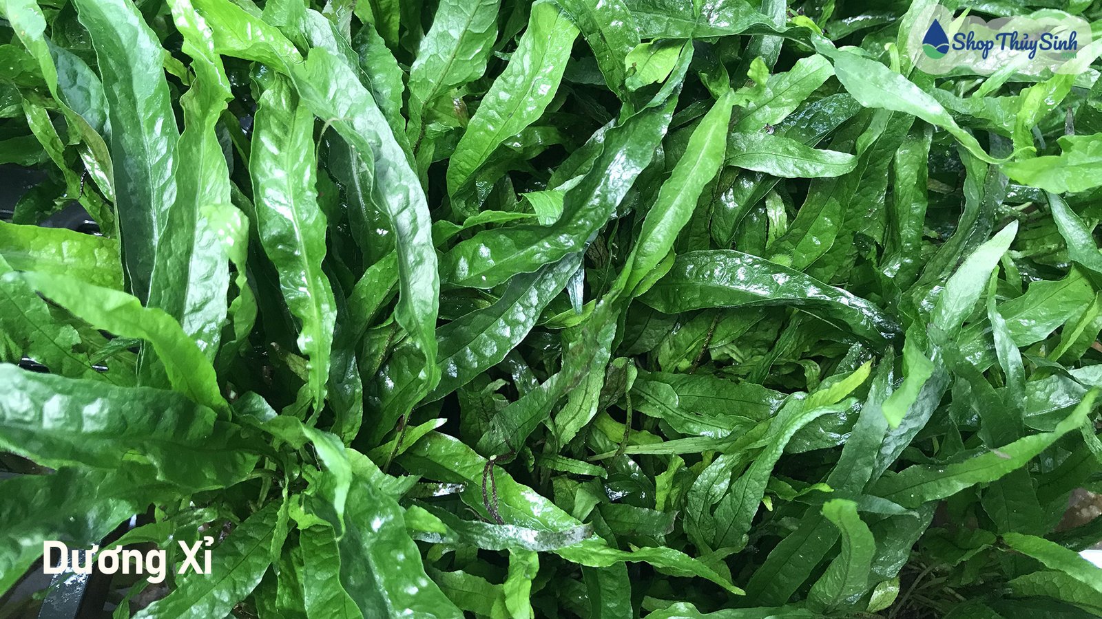 Dương xỉ, cây thủy sinh không cần CO2