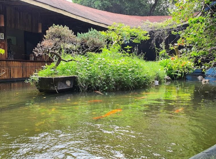 Ellip Cafe với view tươi mát nhờ hồ cá Koi và các chậu bonsai