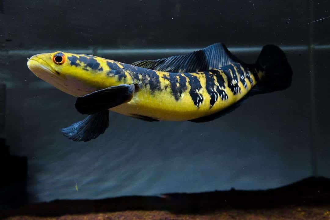 đặc điểm kích thước cá lóc Yellow Sentarum max size