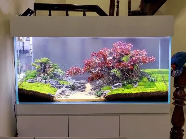 Giá hồ thủy sinh 1m2 bằng kính siêu trong mang lại tính thẩm mỹ cao