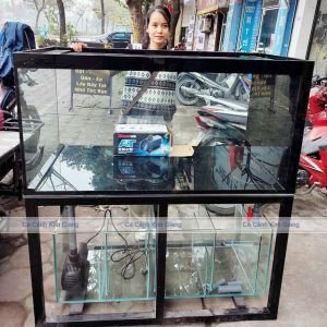 Hệ thống lọc tràn dưới của bể cá cảnh giúp nước luôn sạch sẽ