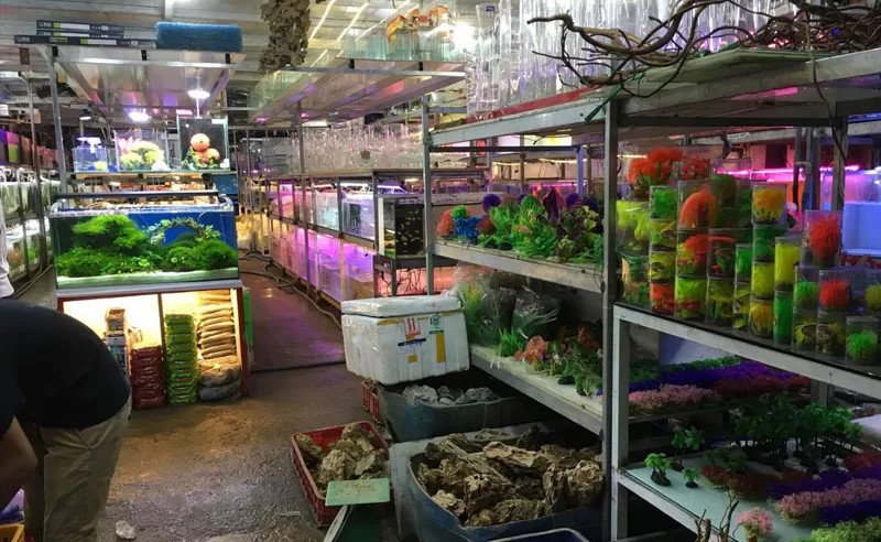 Hình ảnh cá cảnh được trưng bày tại cửa hàng Thái Hoà