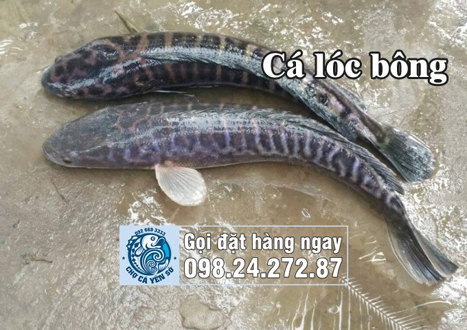 Hình ảnh cá lóc bông, một giống cá chuối phổ biến ở miền Nam
