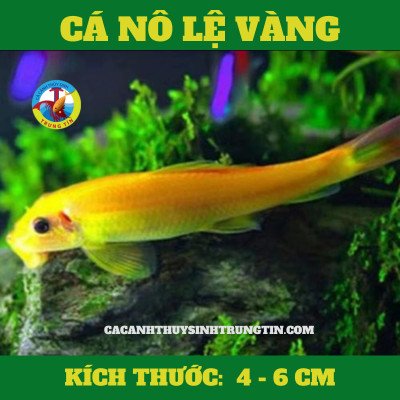 Hình ảnh Cá Nô Lệ Vàng, một loại cá dọn bể phổ biến