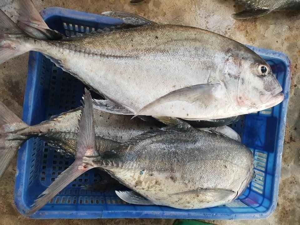 Hình ảnh cá nước lợ: Cá bè