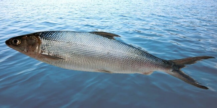 Hình ảnh cá nước lợ: Cá măng (Milkfish)