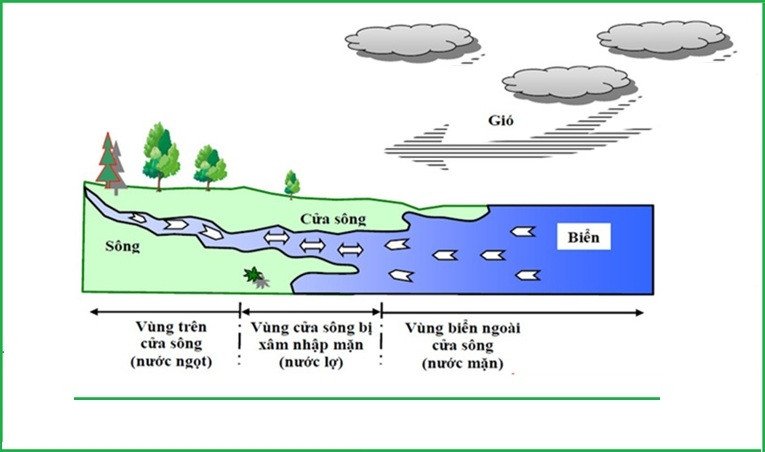 Hình ảnh cá nước lợ: Môi trường cửa sông nơi cá nước lợ sinh sống