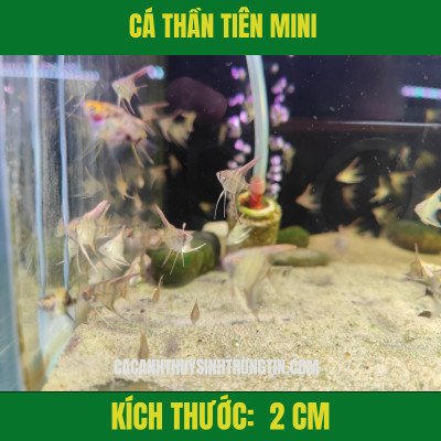 Hình ảnh Cá Thần Tiên Mini với màu sắc cơ bản