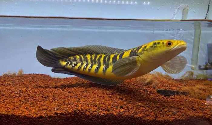 Hình ảnh cận cảnh Cá Lóc Vảy Rồng Vàng Yellow Sentarum