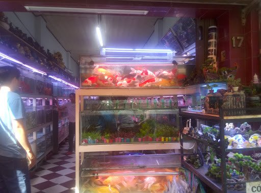 Hình ảnh cận cảnh các loại cây thủy sinh dùng để trang trí hồ cá cảnh Quận 5