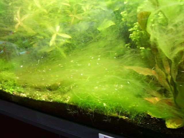 Hình ảnh cận cảnh Rêu tóc xanh (Green Hair Algae) bám trên lá cây thủy sinh, có thể dùng Cá ăn rêu hồ thủy sinh để kiểm soát