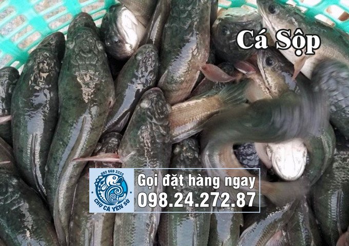 Hình ảnh con cá Sộp, một tên gọi khác của cá chuối