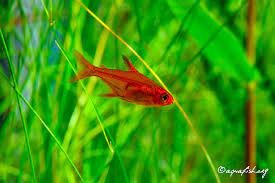 Hình ảnh loài cá Ember Tetra an toàn khi nuôi chung với tép cảnh