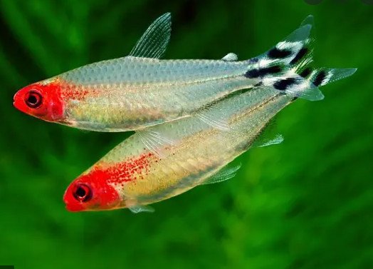 Hình ảnh loài cá Sóc Đầu Đỏ an toàn khi nuôi chung với tép cảnh