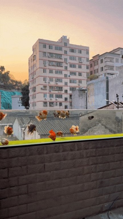 Hình ảnh minh họa cho việc bảo vệ bể cá ngoài ban công
