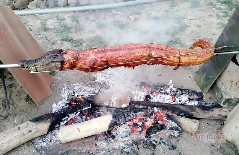 Hình ảnh minh họa một đĩa thịt cá có vảy dày, không phải Cá sấu hỏa tiễn