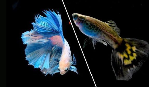 Hình ảnh minh họa việc nuôi Cá Betta chung với Cá Bảy Màu trong một bể