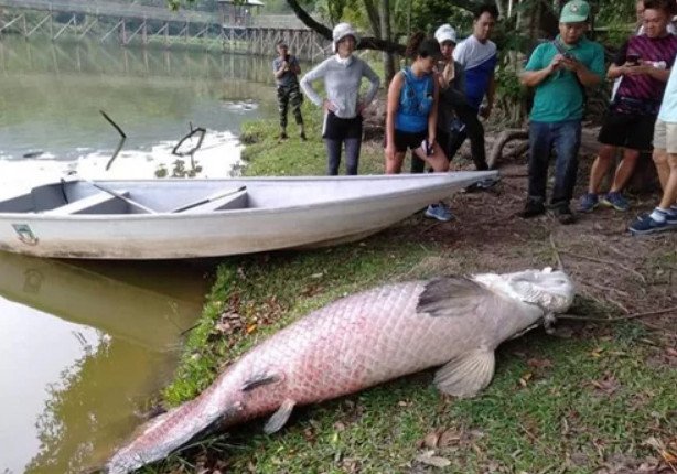 Hình ảnh minh họa xác cá rồng khổng lồ nổi trên mặt hồ Malaysia