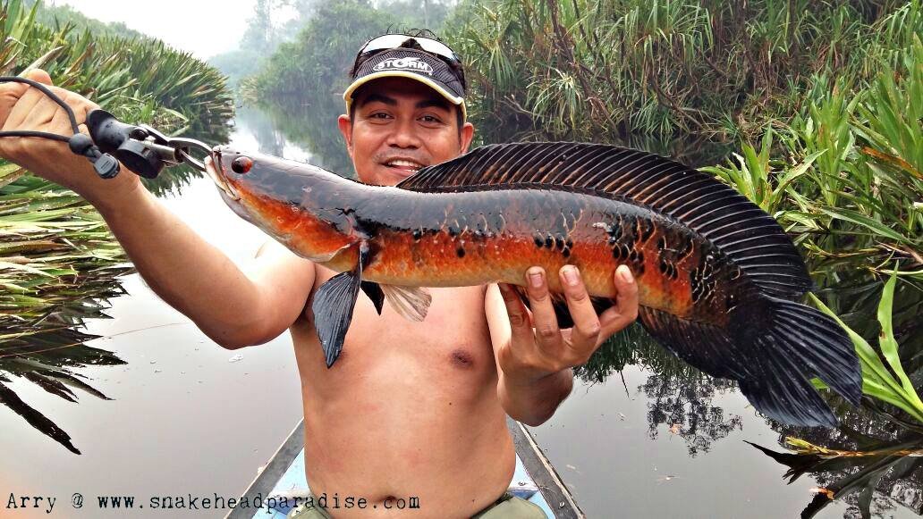 Hình ảnh một con cá lóc hoàng đế đỏ trưởng thành đang bơi