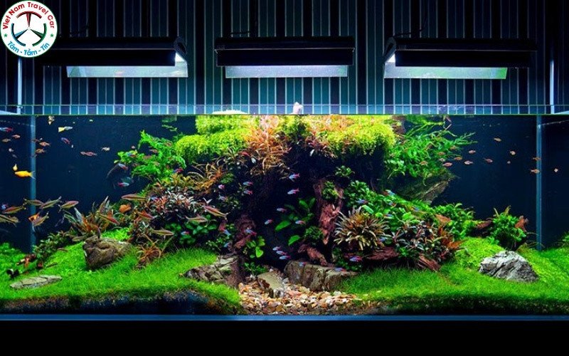 Hình ảnh một hồ thủy sinh lớn, nhấn mạnh vào bố cục đá và cây