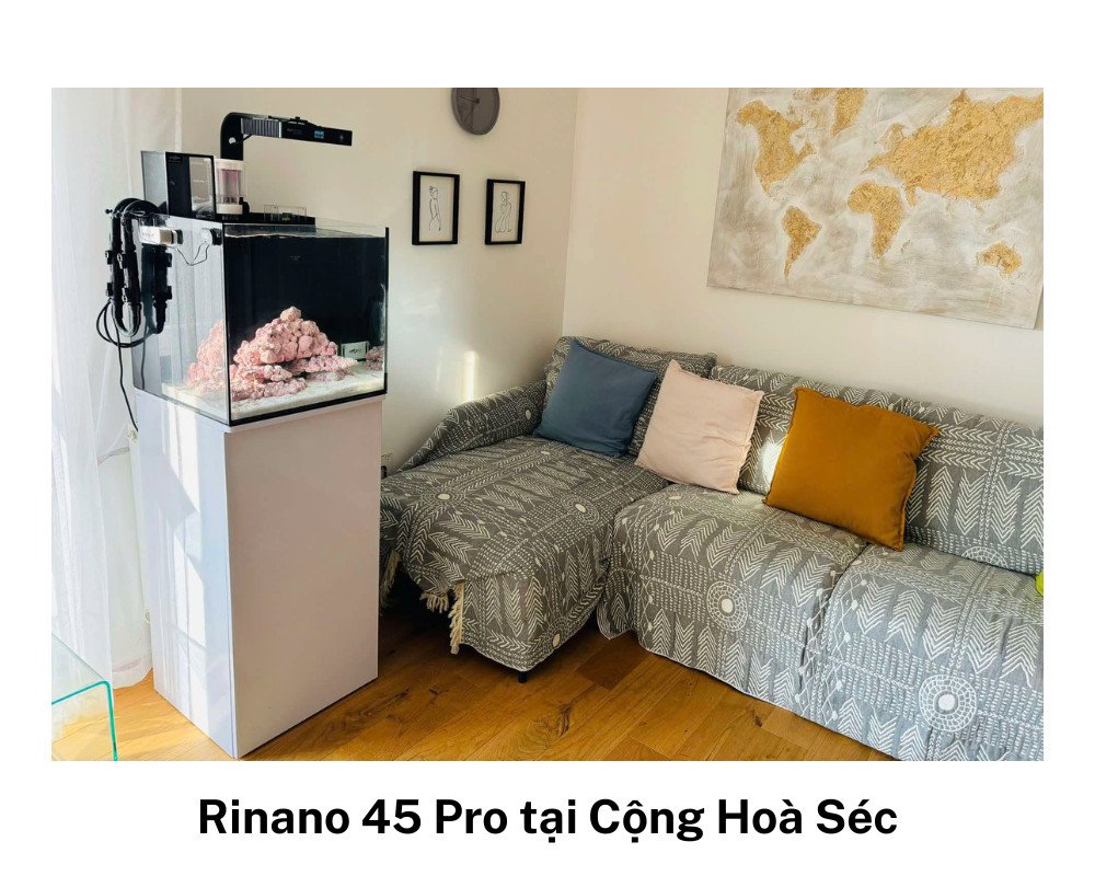 Hồ cá cảnh biển đầy đủ thiết bị và ánh sáng