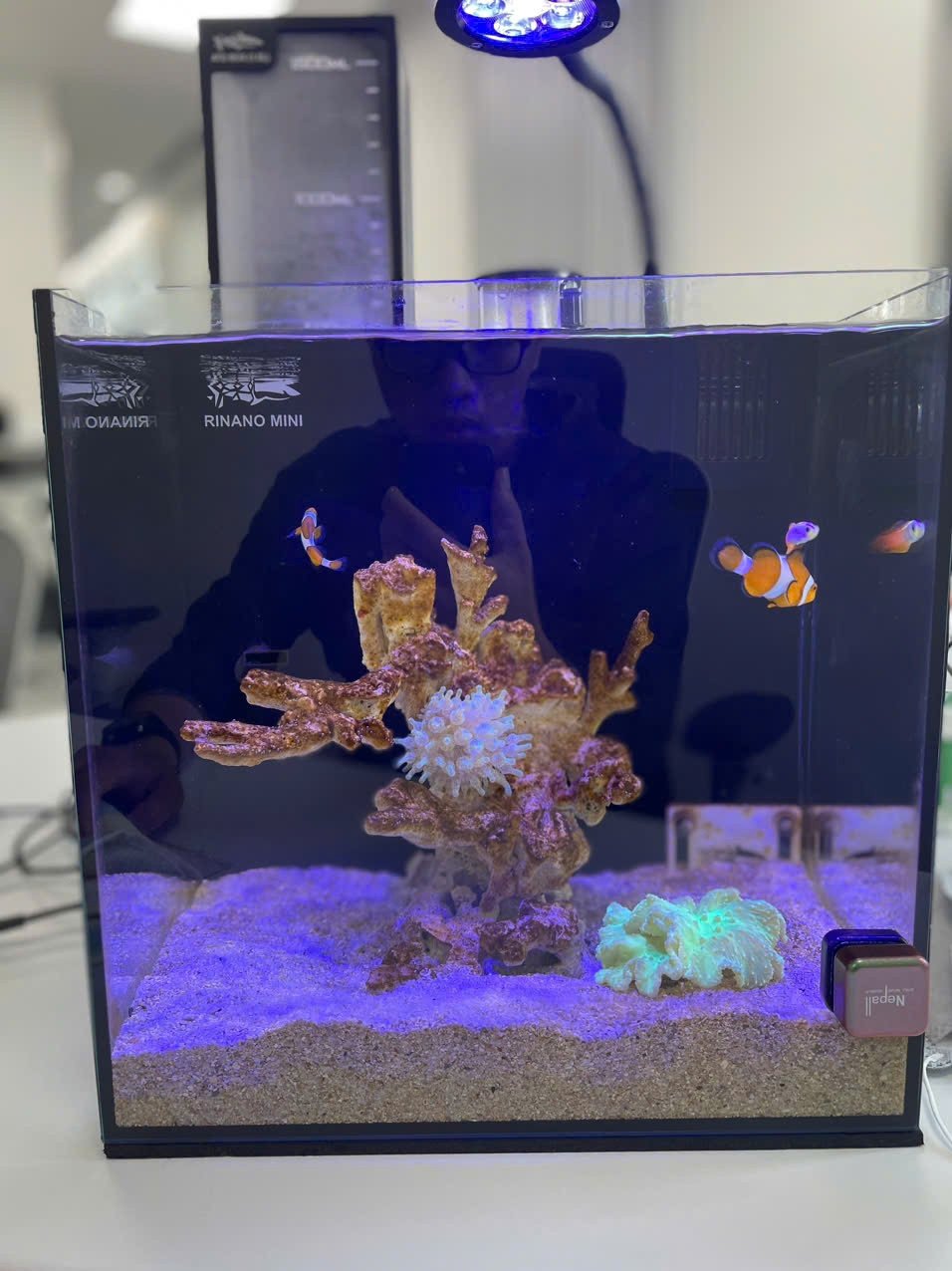 Hồ cá cảnh biển đơn giản nuôi cá hề nemo