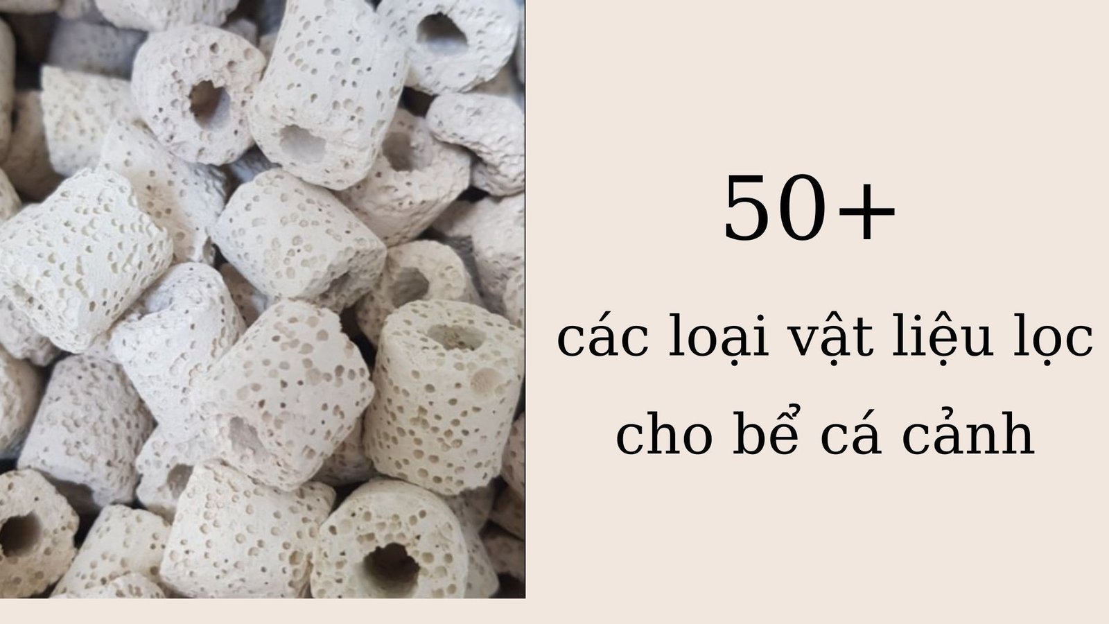 Hồ cá cảnh trang bị hệ thống lọc vách hoàn chỉnh, thẩm mỹ