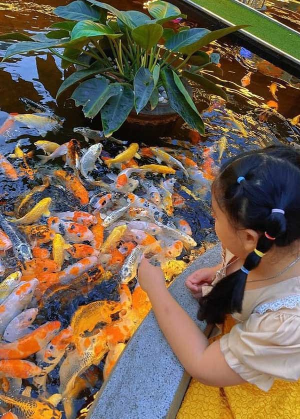 Hồ cá Koi tại quán cafe