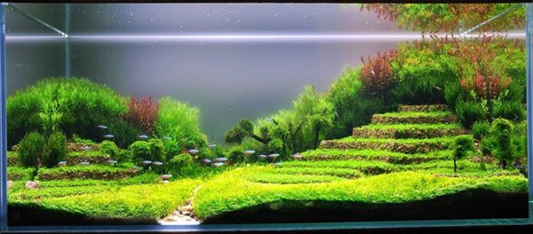 Hồ thủy sinh đẹp mô phỏng ruông bậc thang vùng núi đầy nghệ thuật