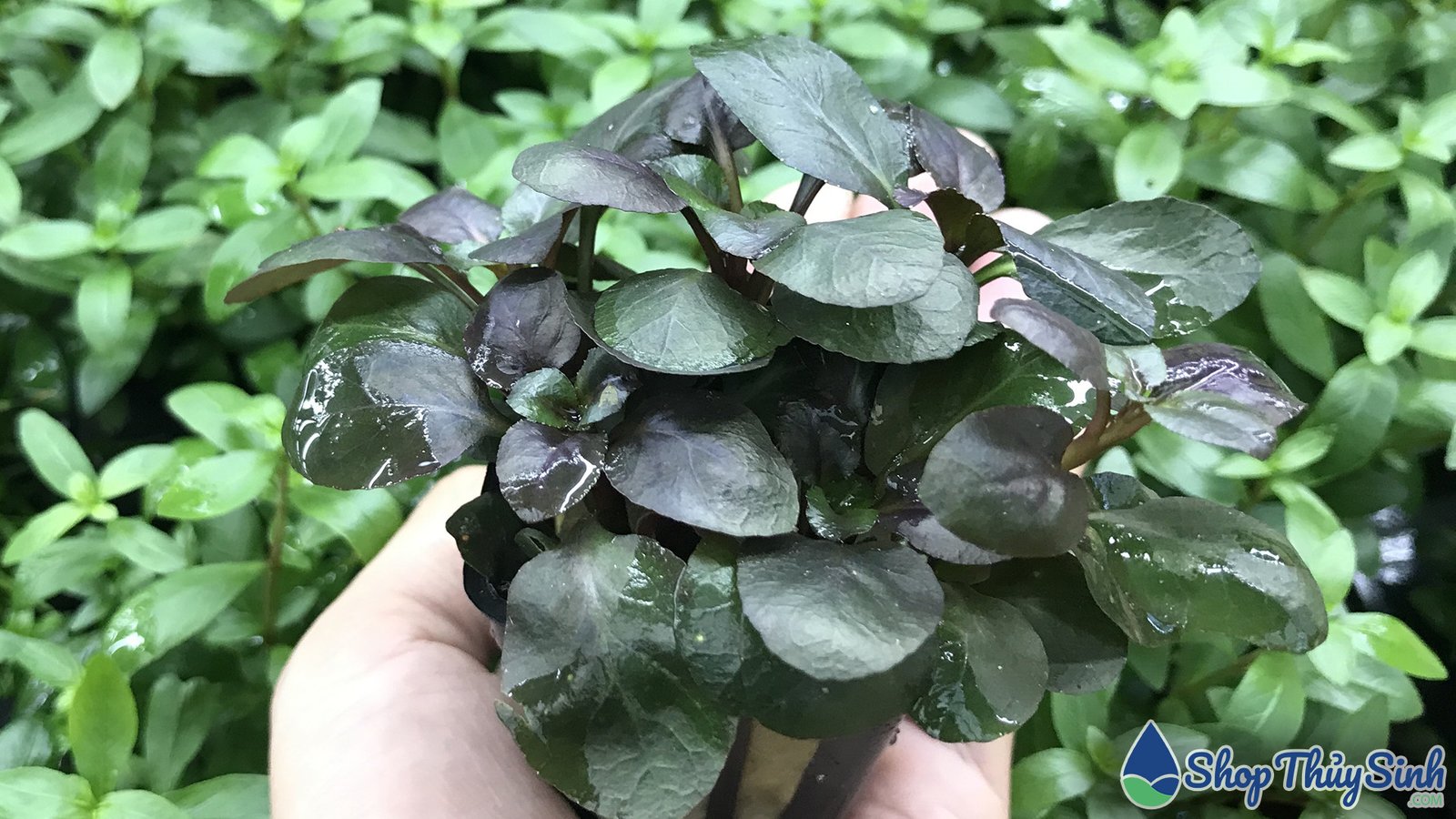 Hồng Ba Tiêu, cây thủy sinh không cần CO2