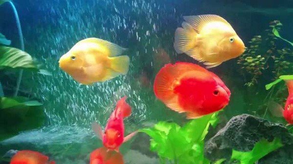 Hướng dẫn chi tiết cách nuôi Cá Huyết Anh Vũ