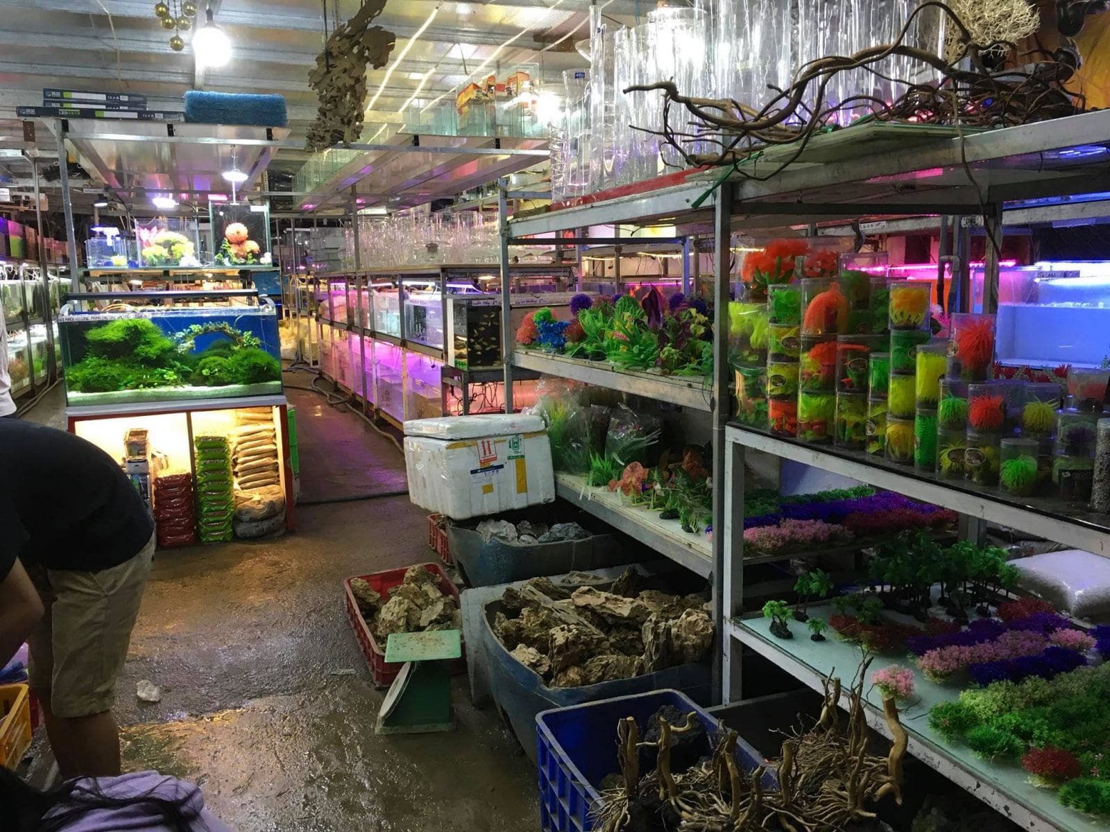 Khách hàng đang trao đổi kinh nghiệm với nhân viên cửa hàng cá cảnh