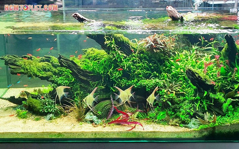 Kho lũa thủy sinh 24h với nhiều kích thước khác nhau