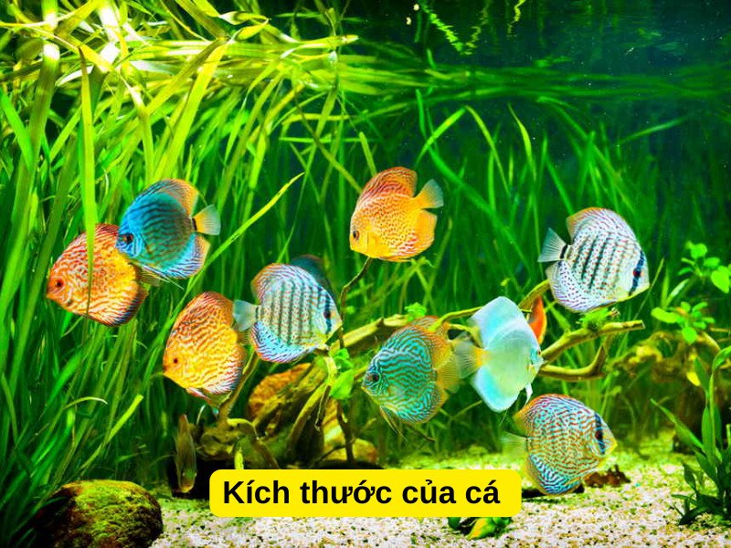 Kích thước cá cảnh nhịn ăn được bao lâu