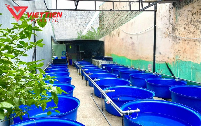 Kiểm tra và thay nước định kỳ cho thùng nuôi cá trê