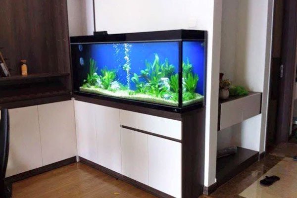 Kinh nghiệm tự làm bể cá cảnh đẹp