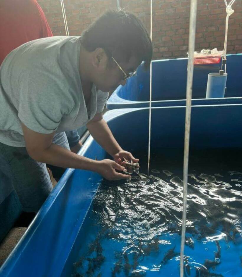 Kỹ thuật chăm sóc cá tầm giống con non nghiêm ngặt