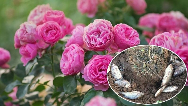 Kỹ thuật đào rãnh và chôn cá quanh chậu hoa hồng