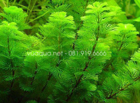 La Hán Xanh, một trong những loại cây thủy sinh cắt cắm thân đốt dễ trồng