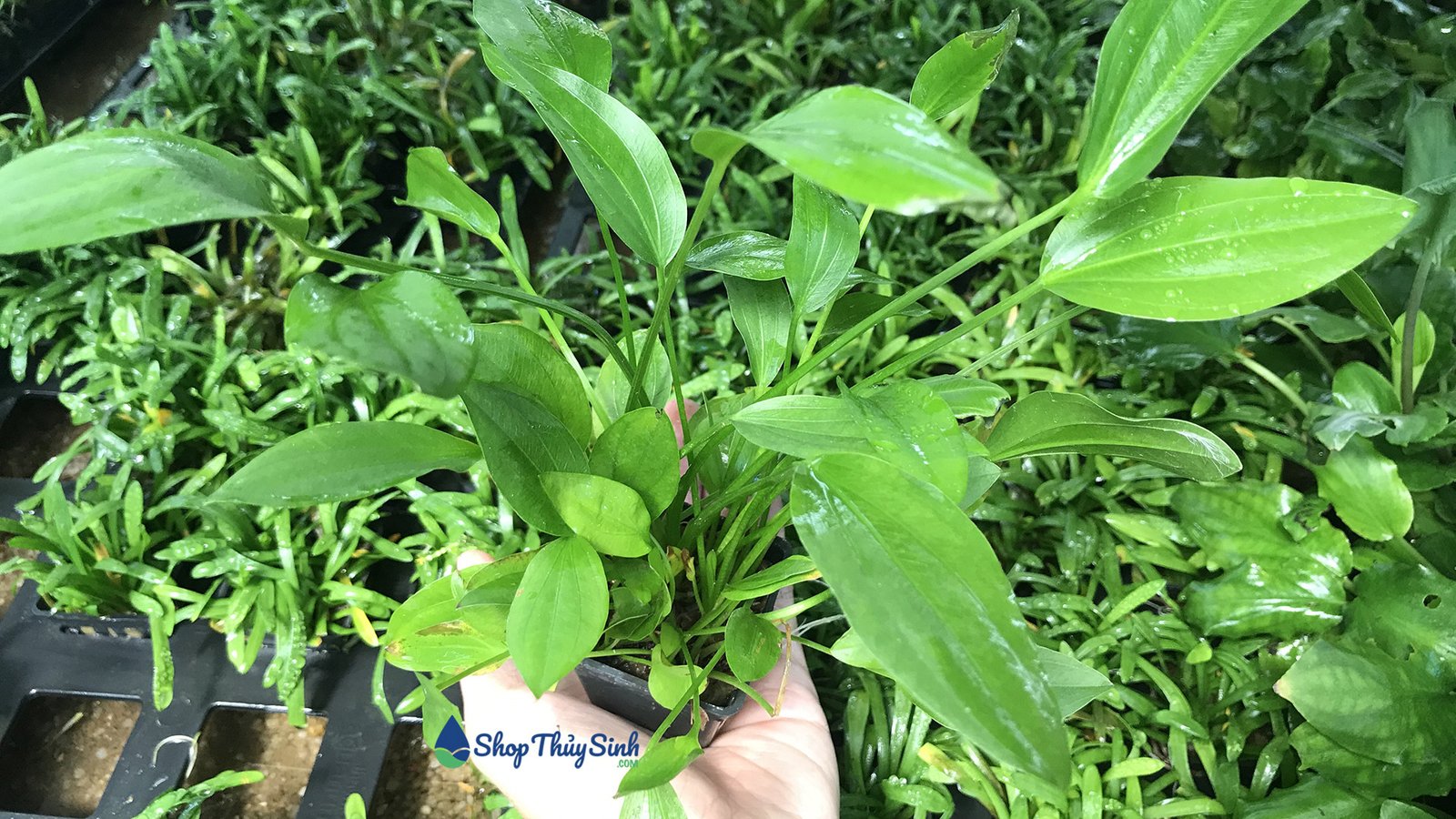 Lan Nước, cây thủy sinh không cần CO2