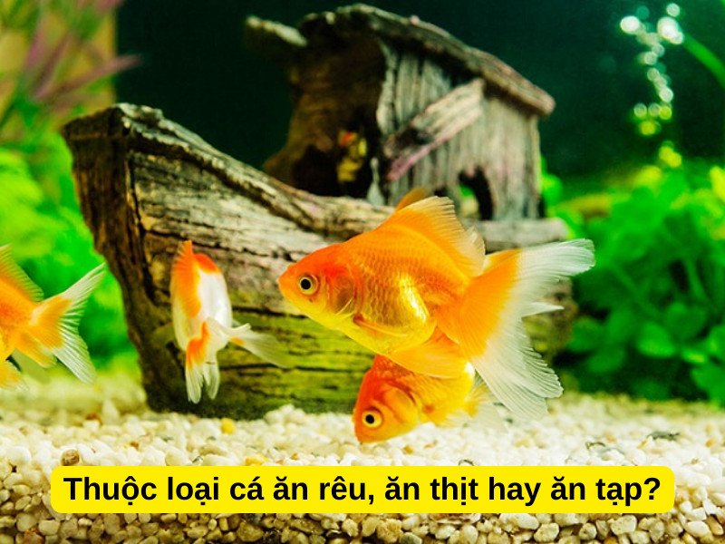 Loại cá cảnh nhịn ăn được bao lâu