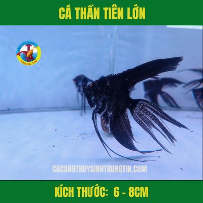 Loài Cá Thiên Thần cỡ vừa đang bơi lội
