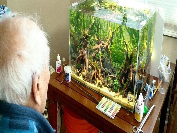 Lợi ích của việc nuôi cá thủy sinh dễ nuôi trong gia đình