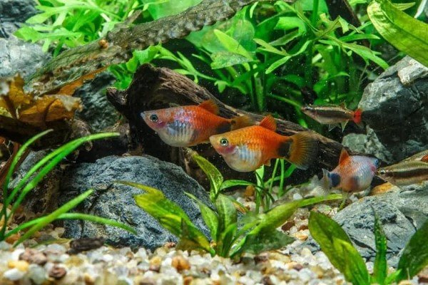 Lựa chọn các loài cá hòa đồng để nuôi chung với Cá Bình Tích