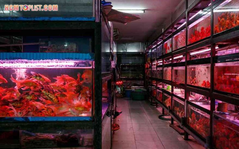 Lũa kiểng và phụ kiện thủy sinh tại Cửa hàng Đào Sĩ Uyên