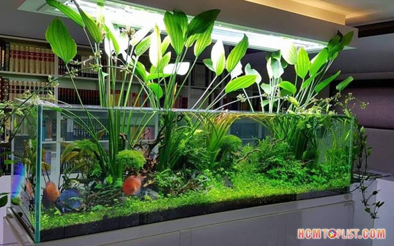Lũa thủy sinh TPHCM giá rẻ tại Shop Thủy Sinh