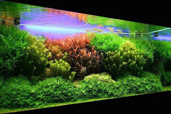 Mẫu hồ thủy sinh đẹp phong cách Hà Lan rực rỡ sắc màu thực vật