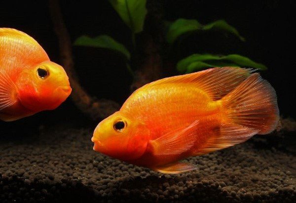 Màu sắc nổi bật của Blood Parrot Cichlid