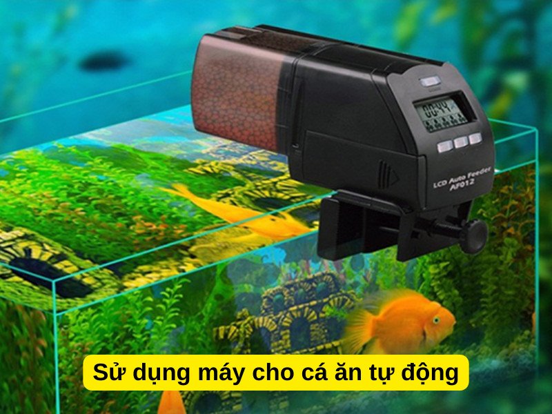 Máy cho ăn tự động giúp cá cảnh nhịn ăn được bao lâu